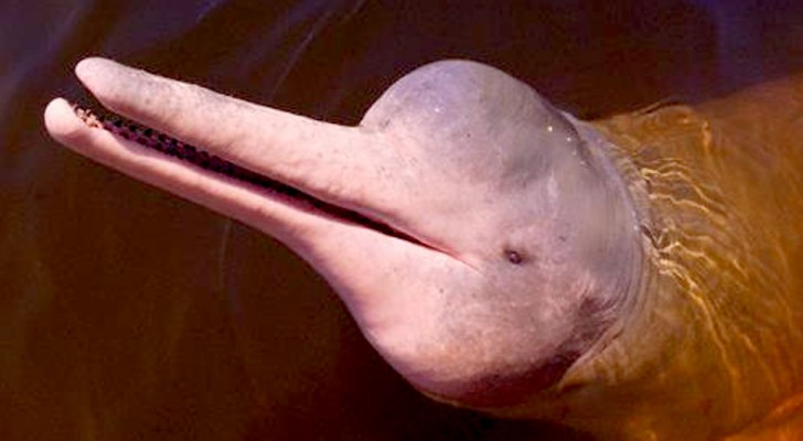 Amazonas-Delphine werden gefangen und als Köder für Fische verwendet und sind nun vom Aussterben bedroht