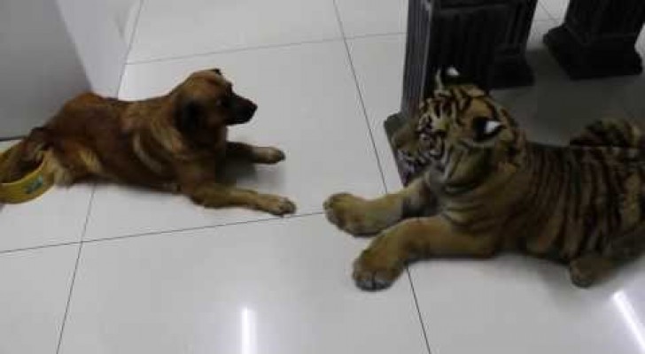 Le tigre effrayé par un chien, à la maison c'est lui qui commande!