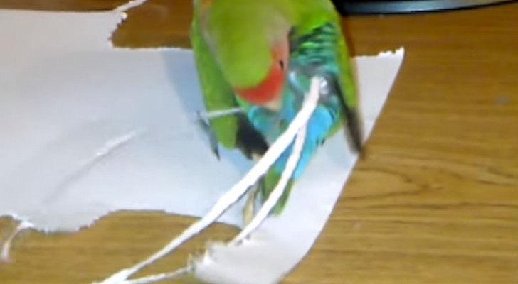 Papagei baut sich selbst eine fantastische Verlängerung am Schwanz