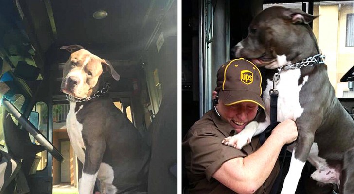 Een pitbull die verweesd achterbleef nadat zijn baasje is verdwenen wordt geadopteerd door een koerier