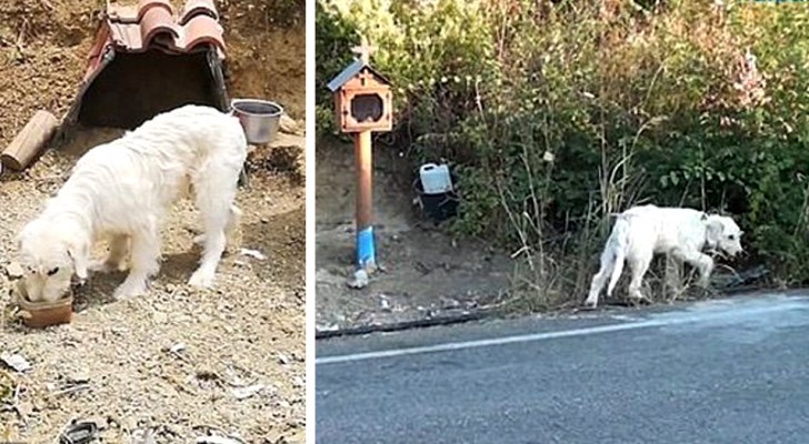 Il padrone scompare in un incidente, dopo due anni il suo cane è ancora lì ad aspettarlo