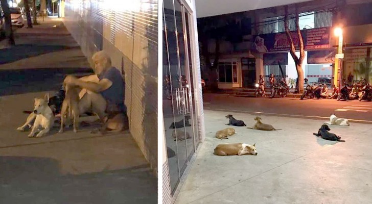 A homeless man is hospitalized and all his four-legged friends wait for him patiently outside the hospital