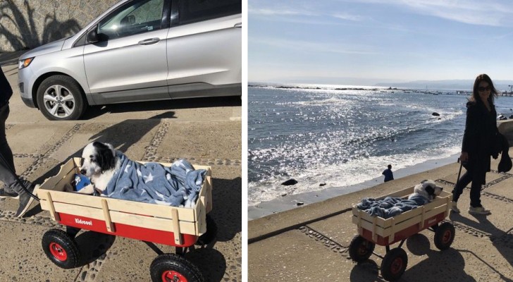 Their dog struggles to walk alone, so they buy a wheeled cart to take him to the beach