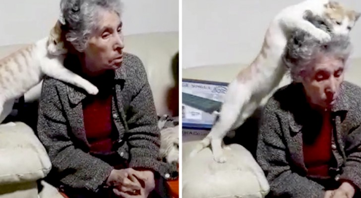 A vovó é diagnosticada com demência senil e o gato tenta "curá-la" a sua maneira