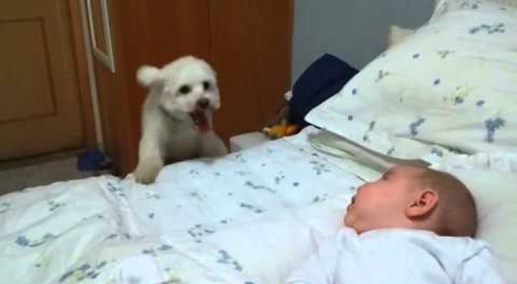 The tireless puppy tries its best to reach the baby on the bed