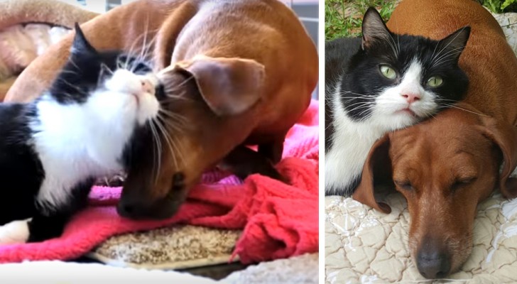 Han sido abandonados juntos: desde entonces el dachshund (perro salchicha) cuida de la gatita paralizada