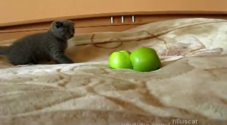 Der superlustige Kampf zwischen einem Kätzchen und Äpfeln