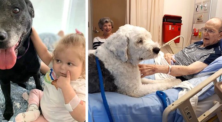Questo ospedale permette ai pazienti di ricevere visite dai loro animali domestici: le foto valgono più di mille parole