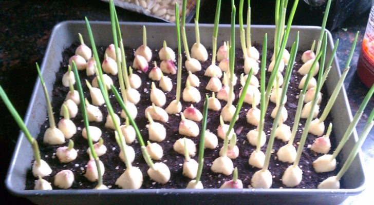 4 semplici passaggi per coltivare l'aglio a casa tua: economico e biologico!