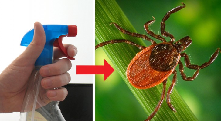 Heat waves make ticks proliferate! Here's how to make an effective do-it-yourself repellent