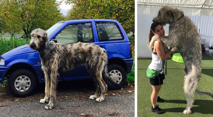 Deze hilarische foto's laten ons zien hoe GROOT Ierse wolfshonden zijn, maar ook aanhankelijk