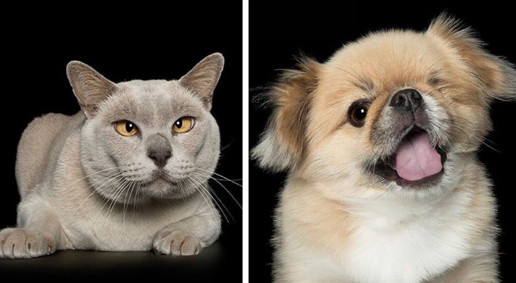 Huisdieren die "imperfecties" hebben worden op de foto gezet om te laten zien hoe mooi ze zijn en om ze te helpen een eigenaar te vinden 