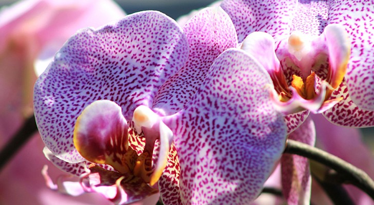 I benefici delle orchidee, preziose alleate del benessere in ogni ambiente