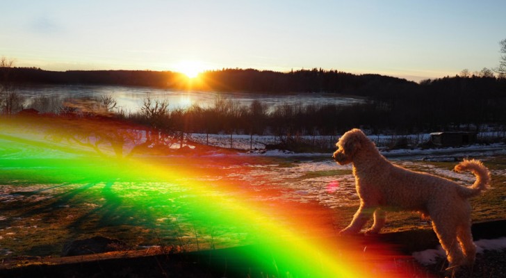 Where do our beloved pets go when they leave us? Here is the legend of the Rainbow Bridge ...