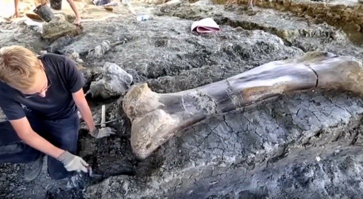 In Frankrijk is een gigantisch dijbeen gevonden van een dinosaurus die 140 miljoen jaar geleden leefde