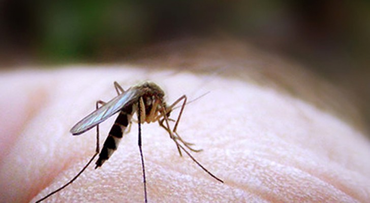 Le zanzare preferiscono pungere alcune persone piuttosto che altre: ecco perché
