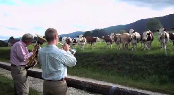 Increible reaccion de las vacas frente a un concierto de musica jazz