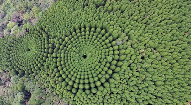 Hoe het komt dat in dit Japanse bos bomen perfecte cirkels vormen