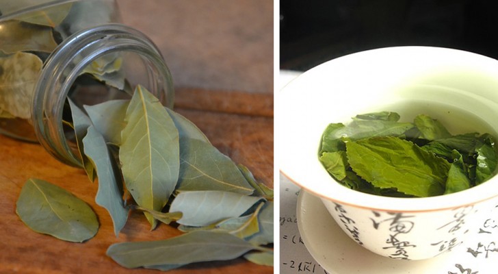  Bay leaf makes a precious herbal tea and here are all its benefits!