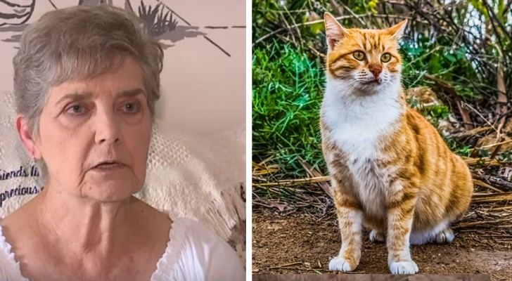 This woman risks going to jail for feeding stray cats