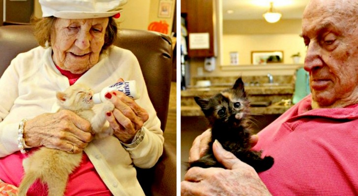 In questa clinica i pazienti riacquistano la memoria prendendosi cura di gattini appena nati