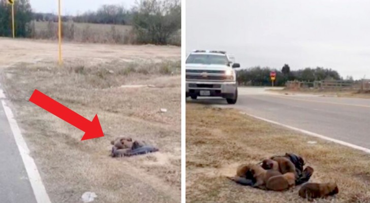 Un hombre sin corazón abandona sobre el borde del camino a 8 cachorros temblando, pero el final feliz esta detrás del ángulo