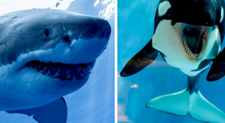 Eine Studie zeigt, dass weiße Haie große angst vor Orcas haben