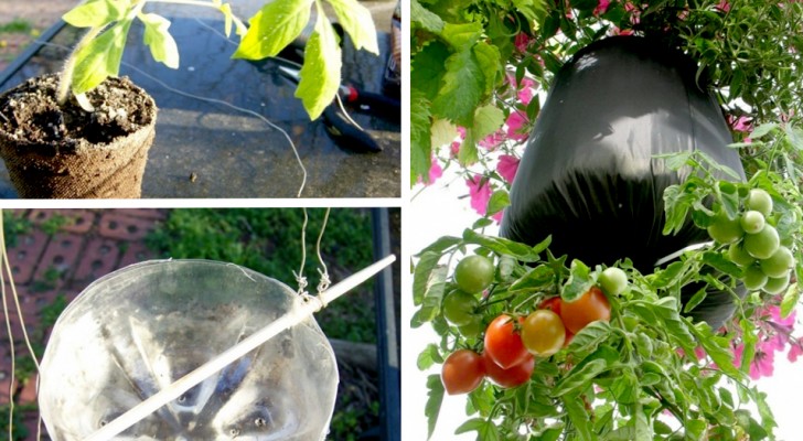 Come trasformare il vostro balcone in un orto coltivando i pomodori in bottiglie di plastica