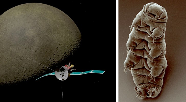 Bärtierchen, die widerstandsfähigsten Organismen der Welt, sind wahrscheinlich auf dem Mond gelandet