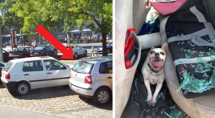 Deze hond liep permanente hersenbeschadiging op door de eigenaar die hem in de auto in de zon had achtergelaten