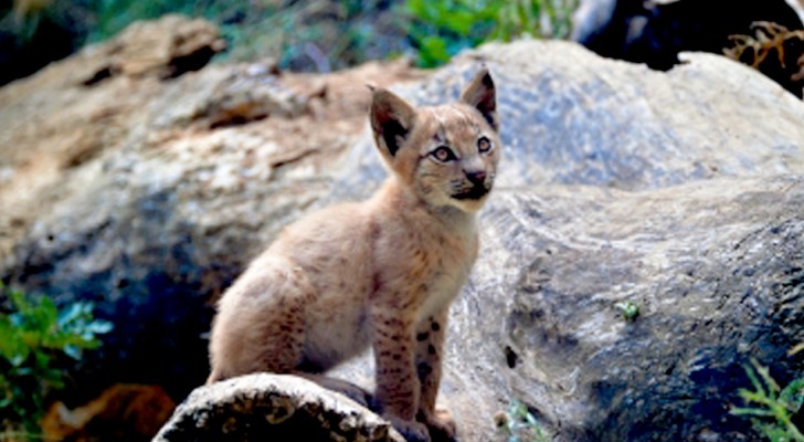 Après 100 ans dans les Pyrénées est né le premier petit de lynx d'Eurasie
