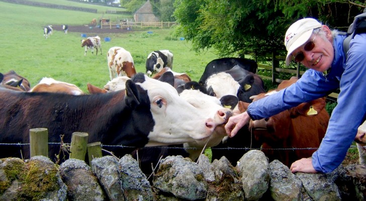 A história da vaca e do mestre: uma história para ajudar a enfrentar os desafios da vida