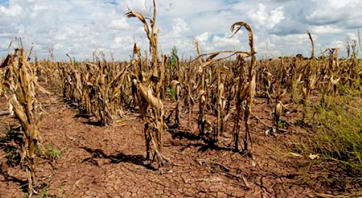 Die Vereinten Nationen warnen: Der Klimawandel wird Lebensmittel immer teurer machen