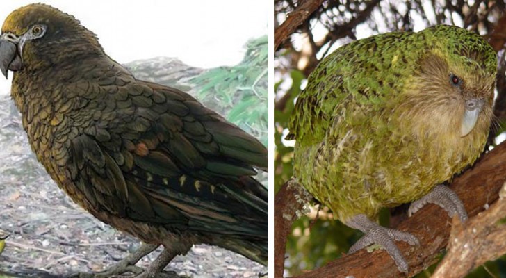 In Nuova Zelanda è stata scoperta una nuova specie di pappagallo preistorico gigante