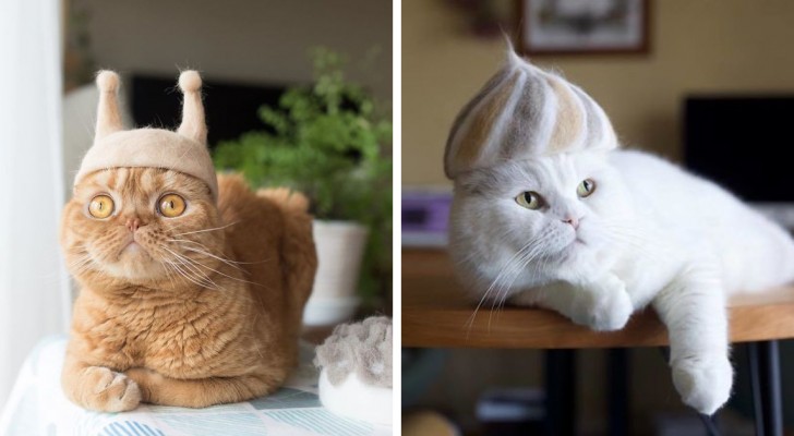 Questi divertenti gatti indossano dei copricapi 100% ricavati dalla loro pelliccia...in eccesso!