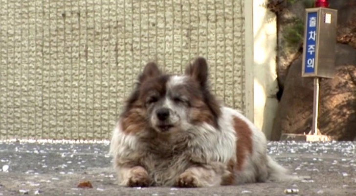 A história de Bokshil, o cachorro cego que há 10 anos espera sempre no mesmo lugar que seu dono volte