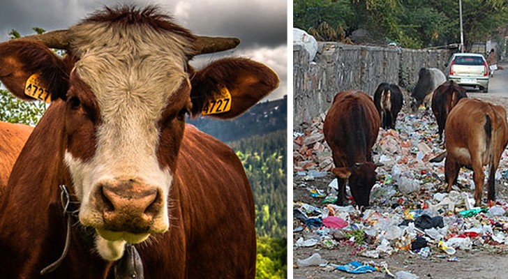 Oltre 60mila mucche sono morte per aver mangiato spazzatura: un altro danno alla natura causato dall'uomo