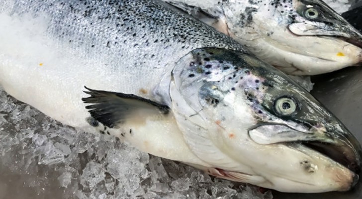 In Alaska gibt es ein Massaker an Lachs: Hier ist ein weiterer Effekt der globalen Erwärmung