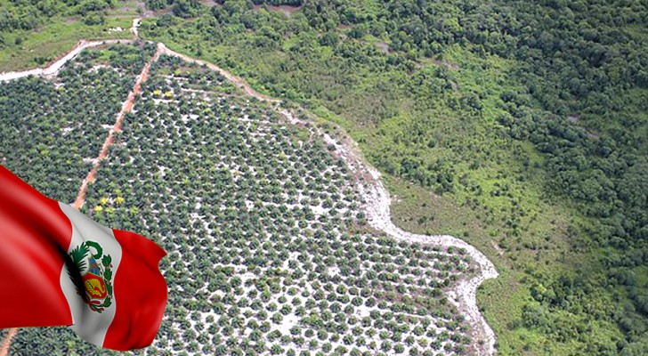 Stop der Entwaldung für Palmöl: Das ist die epochale Kehrtwende von Peru