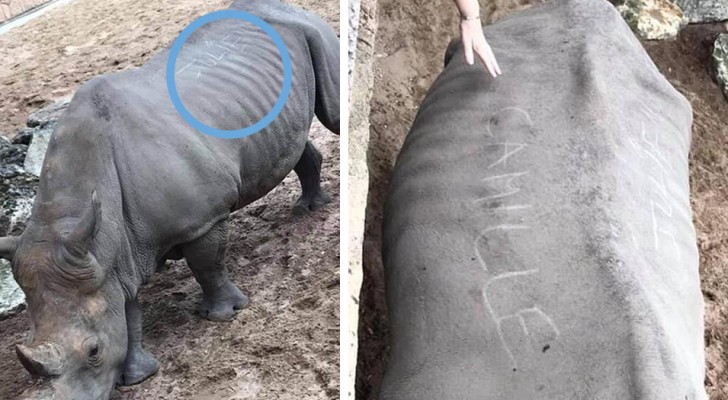 Zwei Touristen gravieren ihre Namen auf den Körper eines Nashorns: die abscheuliche Geste ist nicht unbemerkt geblieben