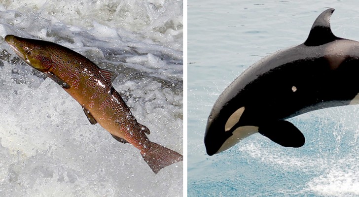 Lachse und Schwertwale, die aufgrund des Wasserplans der US-Regierung vom Aussterben bedroht sind