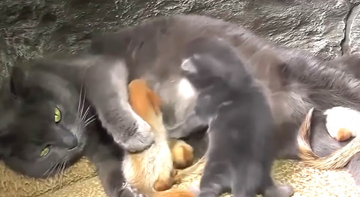 This cat has adopted four orphaned squirrels and treats them as if they were her own kittens!