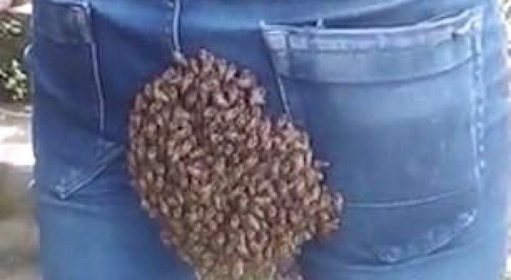 A bee colony settles on the seat bottom of this young man's jeans!