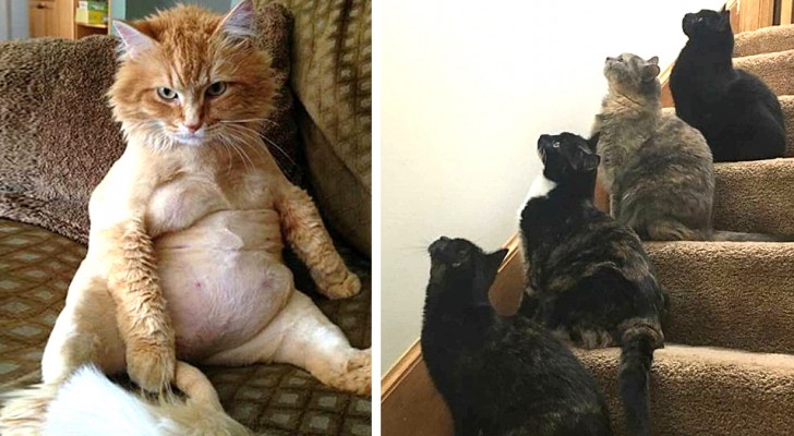 Queste 15 divertenti foto "feline" mostrano che avere un gatto è una cosa meravigliosa!