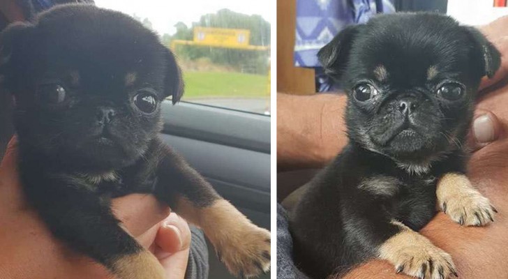 This puppy was abandoned inside a plastic bag, but a woman's intervention saved it just in time!