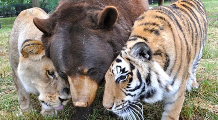 Un orso, una tigre e un leone: queste splendide foto descrivono la storia di un'amicizia davvero speciale