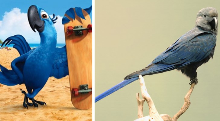 Adieu à l'Ara de Spix : le perroquet bleu qui a inspiré le film "Rio" n'existe plus dans la nature