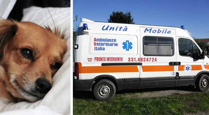 Anche in Lombardia arriva l'ambulanza veterinaria, il pronto intervento per gli animali in difficoltà