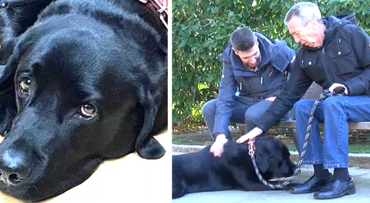 The story of Lass, a labrador who has learned how to bring his owner who has Alzheimer's safely back home!