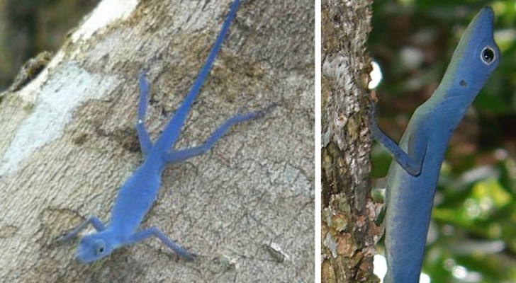 Diese Eidechse ist das einzige reinblaue Reptil der Welt und ist nun vom Aussterben bedroht